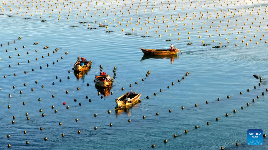 11 ستمبر 2025 ۔ مشرقی چین کے صوبے شان دونگ کے شہر رونگ چھنگ کی سمندری چراگاہ میں جال بچھائے مچھیرے اپنی کشتیوں میں بیٹھے ہیں ۔ (تصویر: یانگ جی لی/شنہوا)