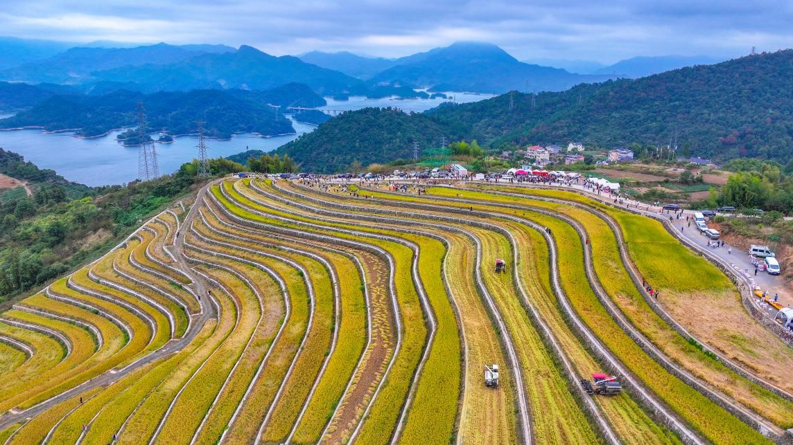 19 اکتوبر 2025 ۔صوبہ جی جیانگ کی چھن آن کاؤنٹی کے گاؤں  چنگ شی  میں چاول کی کٹائی  کا منظر ۔ (یانگ بو)