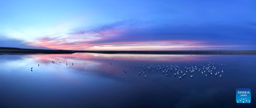 10 نومبر 2025 ۔ شمال مغربی چین میں آکسو کی قازق خود اختیار کاونٹی میں خوراک کی تلاش میں اڑتے ہوئے بگلوں کے پس منظر میں آبی ذخیرے پر ڈوبتے سورج کے رنگوں کا حسین منظر جو ڈرون کیمرے کی آنکھ نے محفوظ کر لیا۔ (شنہوا/ گاو ہونگ شان ) 