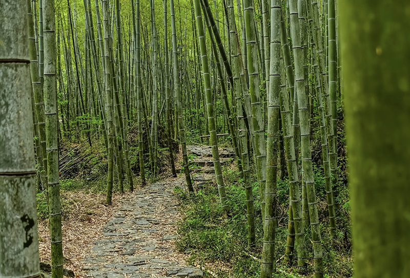 صوبہ جیانگ شی کی کاونٹی سوئیچھوان کے گاوں بائی شوئی میں بانس کے جنگل میں پیدل چلنے والوں کے لیے بنا راستہ (تصویر انٹرویو دینے والے کی جانب سے فراہم کی گئی ہے)