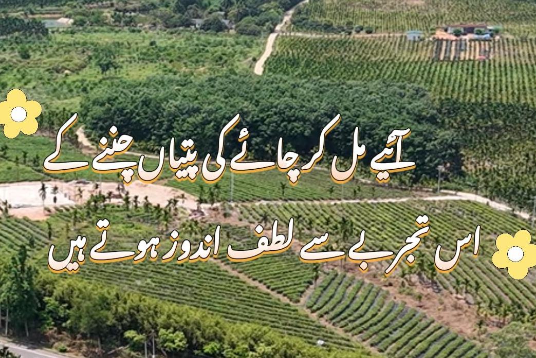 شہاب ثاقب اورچائے کے باغات کی کہانی: بائی شا چائے کا نیا عالمی روپ