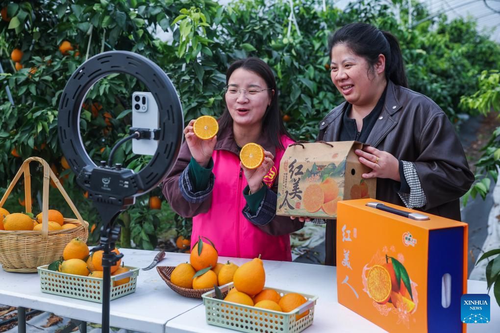 2۔ 4 دسمبر 2025، ڈونگ شان گاؤں میں پھلوں کے باغ میں ایک رضاکار اور پھلوں کی مقامی کاشت کار لائیو سٹریمنگ کے ذریعے مقامی مالٹوں کی تشہیر کر رہے ہیں گزشتہ برسوں میں حہ پِھنگ ٹاؤن نے اپنی زرعی صنعت کی جدیدیت، معیار سازی، پیشہ ورانہ انتظام و انصرام اور ڈیجیٹلائزیشن کو فروغ دیا ہے تاکہ مقامی زرعی مصنوعات کے معیار کو مؤثر انداز میں بہتر بنایا جا سکے۔ اسی کے ساتھ، اپنے جدید زرعی وسائل پر انحصار کرتے ہوئے یہاں پر دیہی سیاحت کو بھی فروغ دیا جارہا ہے اور خود سے پھل چننے جیسی تفریحی سرگرمیوں اور سبزی و پھلوں سے متعلق مطالعاتی و تحقیقی دوروں کے ذریعے سیاحوں کو متوجہ کیا جا رہا ہے۔ (شنہوا/شو یُو)