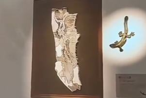 شنگھائی نیچرل ہسٹری میوزیم کے ڈاینو سارز زندہ ہوگئے