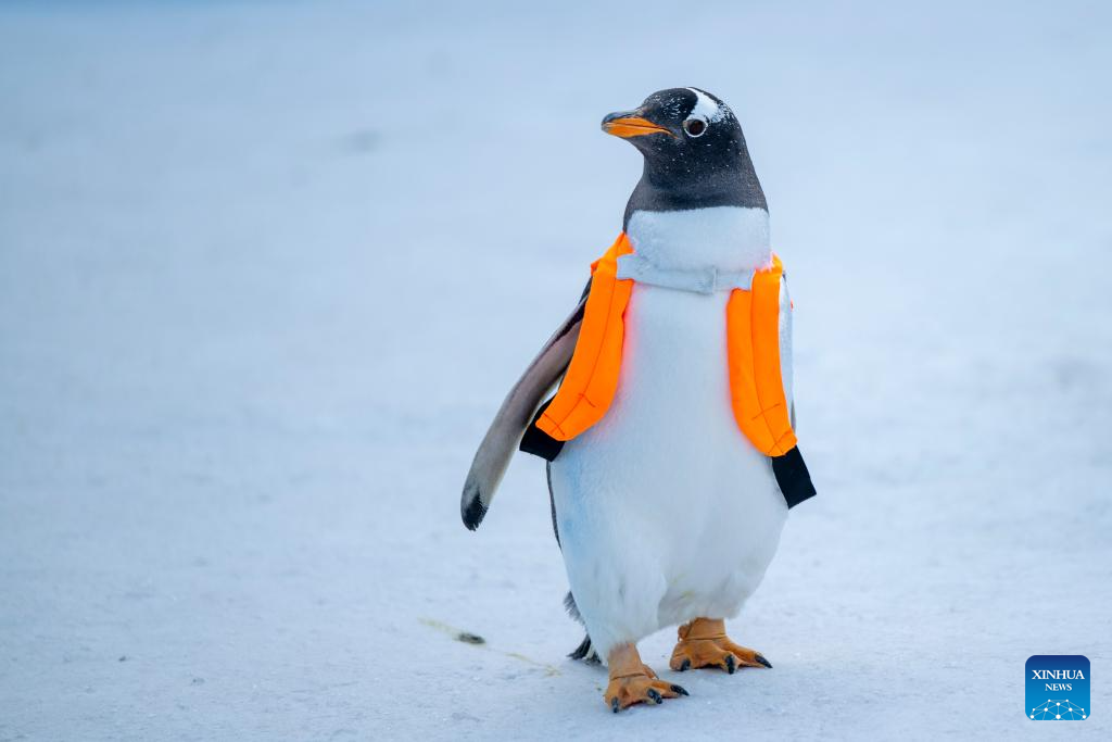 برف کے شہر ، ہاربن  کے ہاربن پولر لینڈ میں 