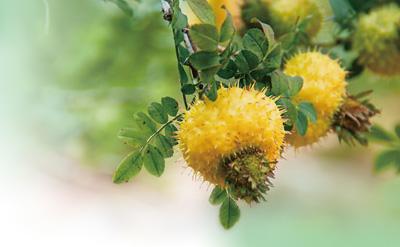 چین کے صوبہ گوئی جو کی ڈسٹرکٹ شوئی چھنگ  میں اگنے والے  روزا روکس برگ کے پھل ۔ (تصویر بشکریہ: شعبہ تشہیر کمیونسٹ پارٹی آف چائنا  شوئی چھنگ  ڈسٹرکٹ کمیٹی ) 