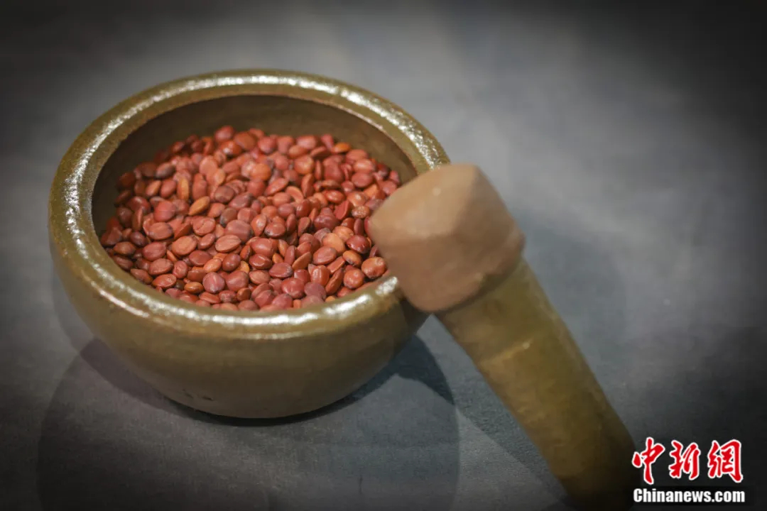 صوبہ حہ بے کی نے چیئو کاؤنٹی میں جوجوبا کے بیج ۔ (تصویر: لیو جی دونگ)