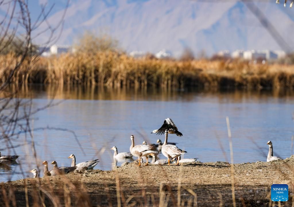 20 دسمبر 2025 ۔جنوب مغربی چین کےشی زانگ خود اختیارعلاقے کے شہر لہاسا  کے لہالو ویٹ لینڈ  کے پرسکون ماحول میں  سیاہ و سفید لکیروں کے سر والے قاز  دیکھے جا سکتے ہیں۔ (شنہوا/جگمے دورجے)