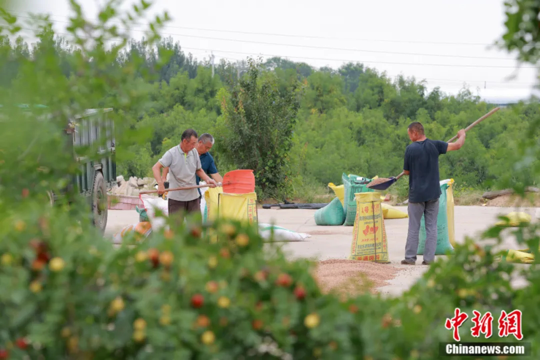 صوبہ حہ بے کے شہر شنگ تھائی کی کاونٹی، نے چیئو کے ایک باغ میں مقامی کاشت کار جوجوبا کے بیج پیک کر رہے ہیں۔ (تصویر: لیو جی دونگ)