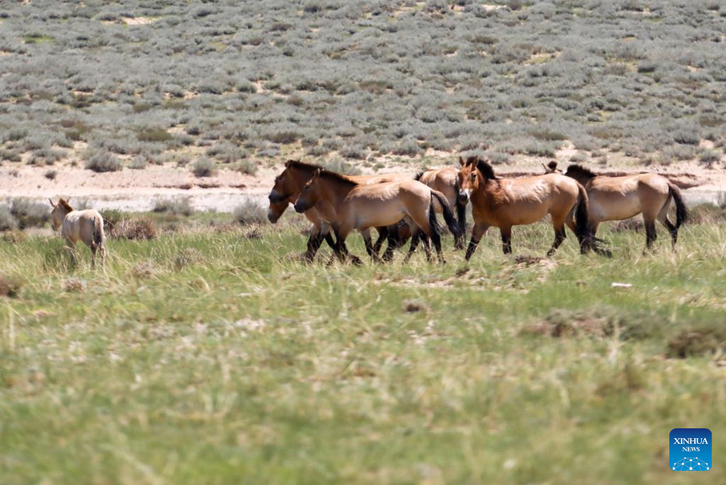 چین کے شمال مغربی علاقے نینگ شیا حوئی خود اختیار علاقے کے  حیلان ماؤنٹین نیچر ریزرو میں سرپٹ دوڑتے پرزیوالسکی  گھوڑے۔ (شِنہوا/جانگ حےفان)