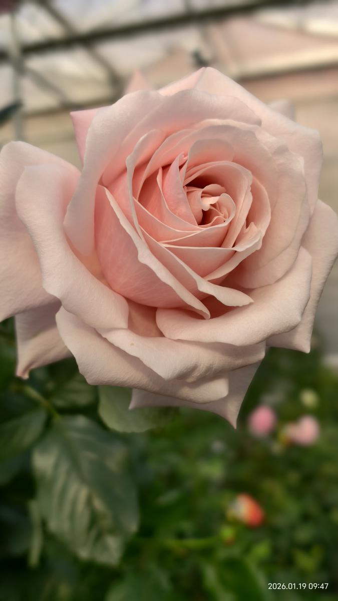 صوبہ یوننان کے گلاب کی نئی قسم ، جسے سنکیانگ کی آنجہانی اہلکار کو خراجِ تحسین پیش کرنے کے انہی کے نام پر ،"جیاؤلونگ" کا نام دیا گیا ہے۔