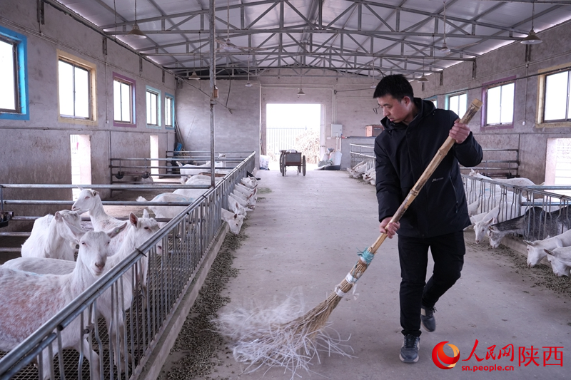 شمال مغربی چین کے صوبے شائنشی کی کاونٹی فوپھنگ کے گاوں شوانگ یانگ میں شِیانگ بِن ، اپنے فارم پر کام کر رہا ہے۔ (پیپلز ڈیلی آن لائن/لی جی چیانگ)