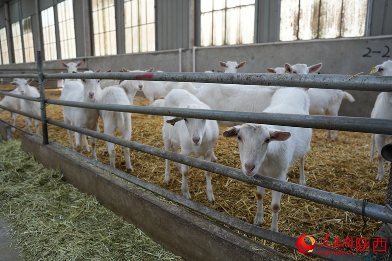 شمال مغربی چین کے صوبے شائنشی کی کاونٹی فوپھنگ کی لیو جی ٹاون شپ میں دودھ دینے والی بکریوں کی سروس سینٹر میں بکریوں کا فارم ۔ (پیپلز ڈیلی آن لائن/لی جی چیانگ)