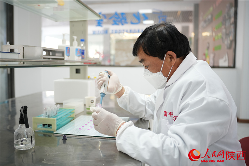 شمال مغربی چین کے صوبے شائنشی کی لیو جی ٹاون شپ میں دودھ دینے والی بکریوں کے سروس سینٹر میں ایک ٹیکنیشن سامپل ٹیسٹنگ کر رہا ہے ۔ (پیپلز ڈیلی آن لائن/لی جی چیانگ)