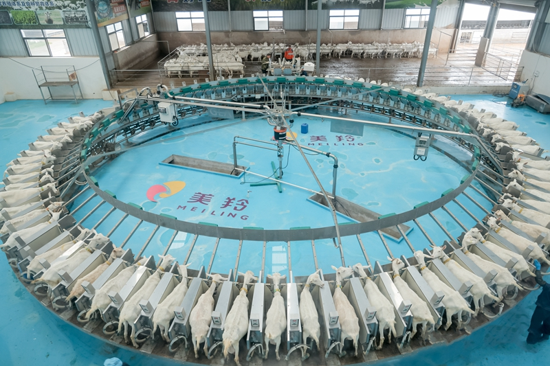 شائنشی حونگ شنگ مئے لنگ ڈیری کمپنی لمیٹڈ کی سمارٹ پروڈکشن ورکشاپ میں ایک دودھ دوہنے کی متحرک روٹری مشین جس سے بیک وقت کئی بکریوں سے دودھ دوہا جاتا ہے۔ (تصویر انٹرویو دینے والے کی جانب سے فراہم کی گئی ہے)