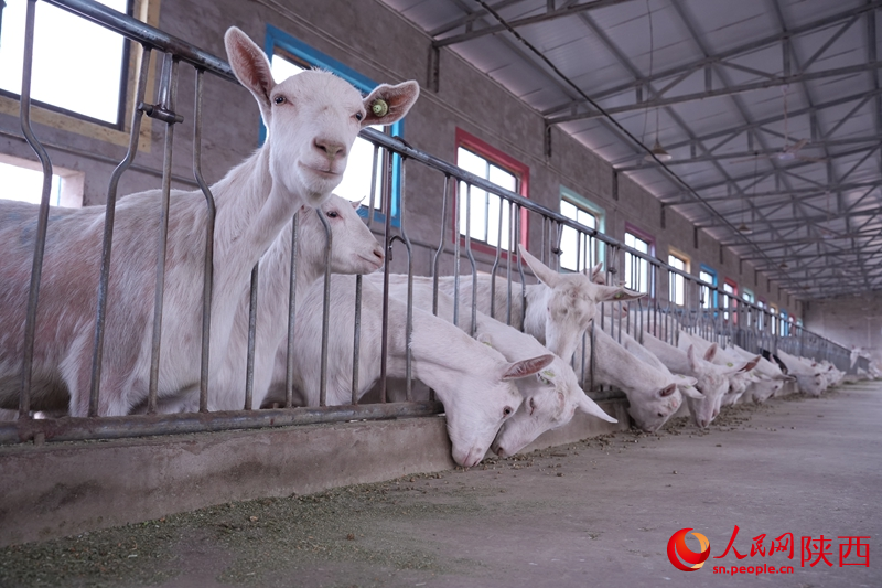 شمال مغربی چین کے صوبے شائنشی کی کاونٹی فوپھنگ کے گاوں شوانگ یانگ میں شِیانگ بِن کے فارم میں بکریاں چارہ چر رہی ہیں۔ (پیپلز ڈیلی آن لائن/لی جی چیانگ)