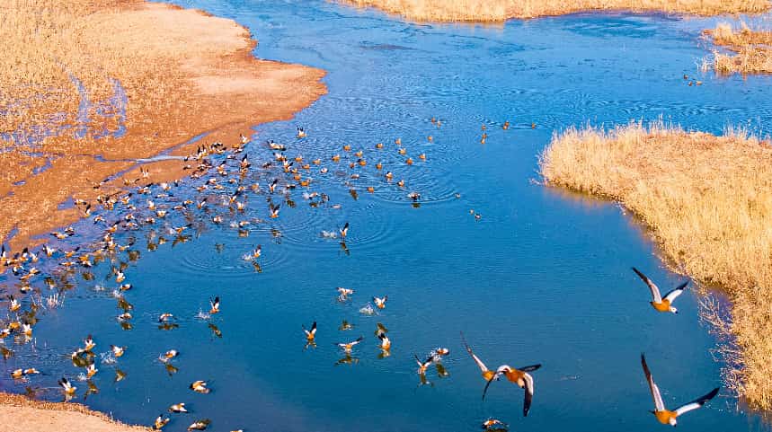 5 مارچ 2026 ۔صوبہ گانسو کے نیشنل نیچر ریزروز جانگ یئے سے سرخ بطخوں کے جھنڈ شمال کی طرف اڑان بھر رہے ہیں۔ (تصویر/یانگ یونگ وئی)