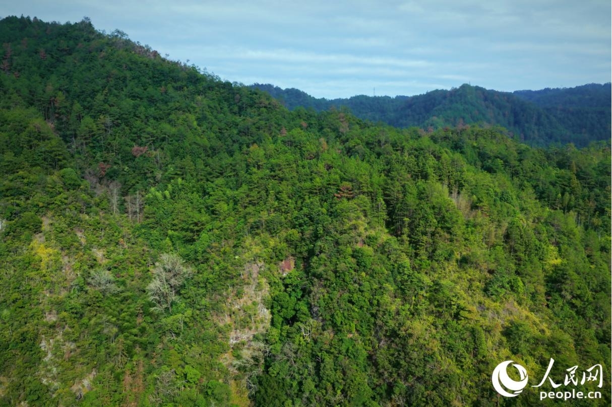 چین کے صوبے فوجیان کی کاونٹی شوننگ کی ٹاون شپ شیا دانگ میں سرسبز جنگلات سے ڈھکے ہوئے پہاڑوں کا منظر ۔ ( پیپلز ڈیلی آن لائن ۔ لی وئے یی)
