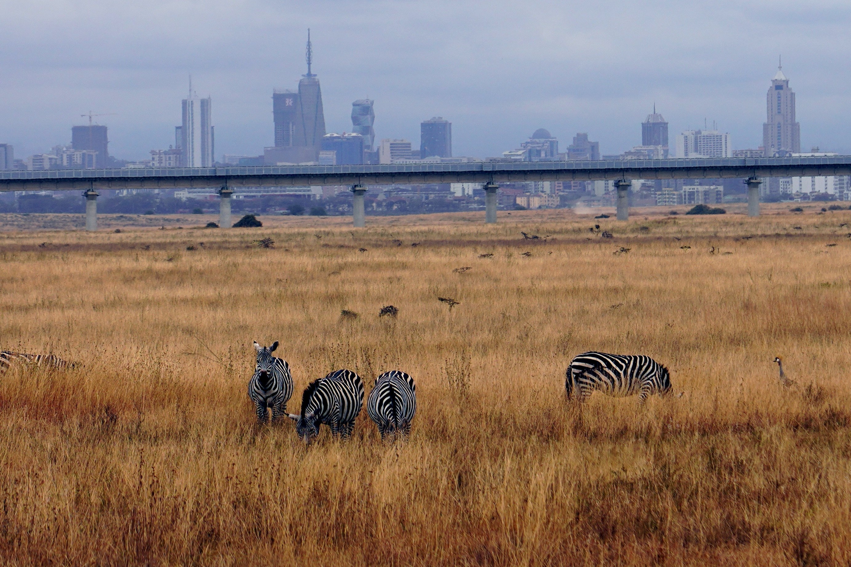 مومباسا-نائروبی اسٹینڈرڈ گوج کینیا کا ایک نیچر ریزرو جہاں پس منظر میں شہر کا انفراسٹرکچر بھی نظر آرہا ہے۔ (تصویر/حوانگ وئے شن)