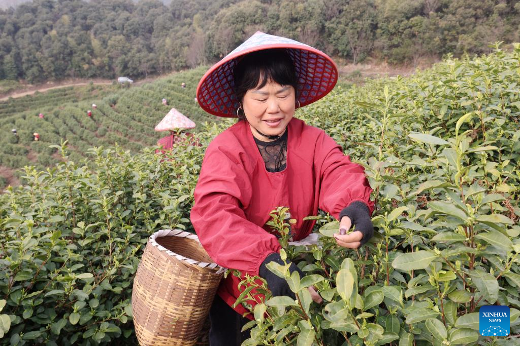 15 مارچ 2026 ۔ مشرقی چین کے صوبے ،جہ جیانگ کی کاؤنٹی دحہ چنگ کے گاؤں، من جن میں چائے کی باغات میں خواتین چائے کی پتیاں چن رہی ہیں۔(تصویر: شئے شانگ گو /شنہوا)