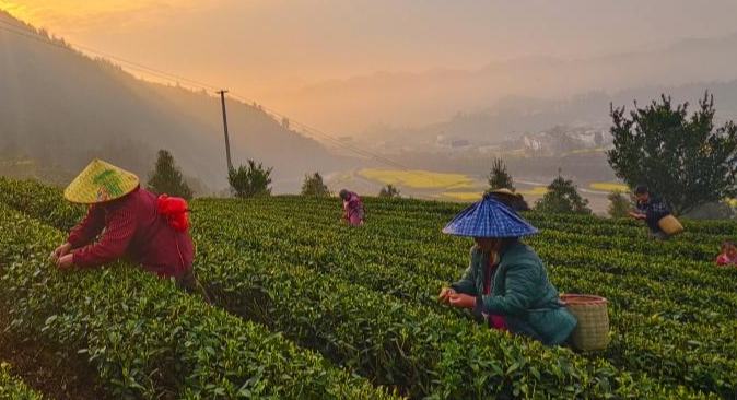 چین میں چائے کی پتیوں کی چنائی کا موسم