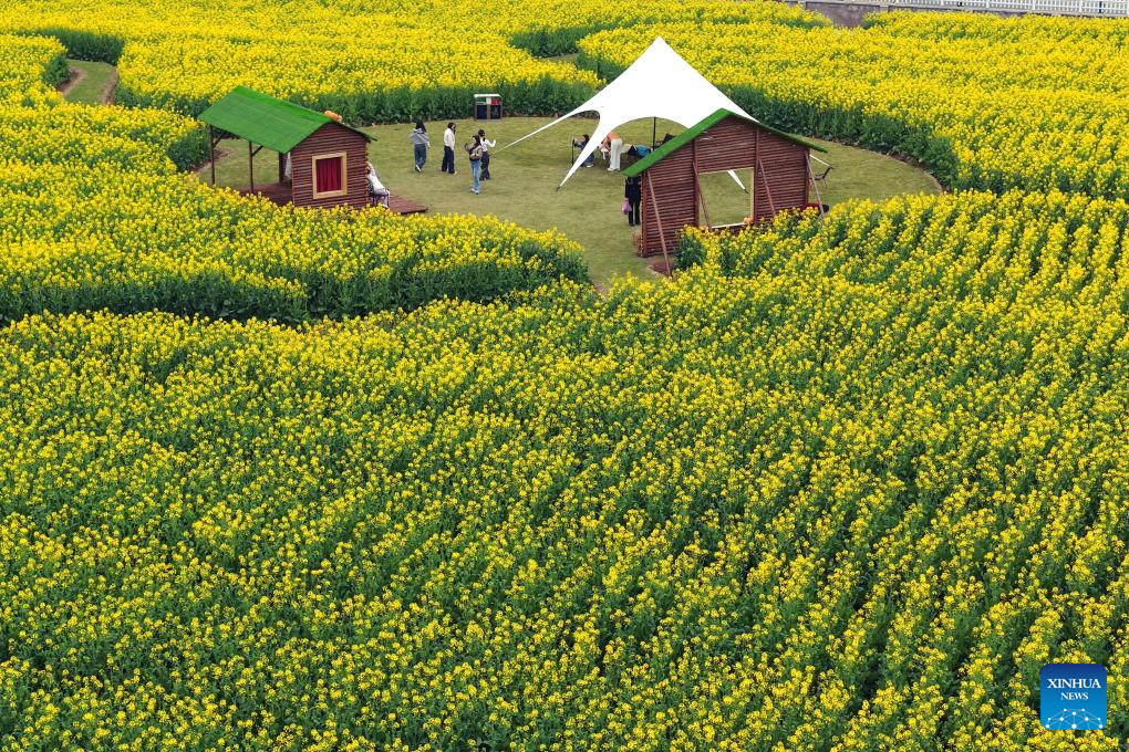 21 مارچ 2026 کو  مشرقی چین کے صوبے جہ جیانگ کے شہر دونگ یانگ کے ایک سیاحتی مقام پر کھلے ہوئے پھولوں کے درمیان لطف اندوز ہو تے لوگوں کا ٖفضائی منظر ۔ (باؤ کانگ شوان / شنہوا)