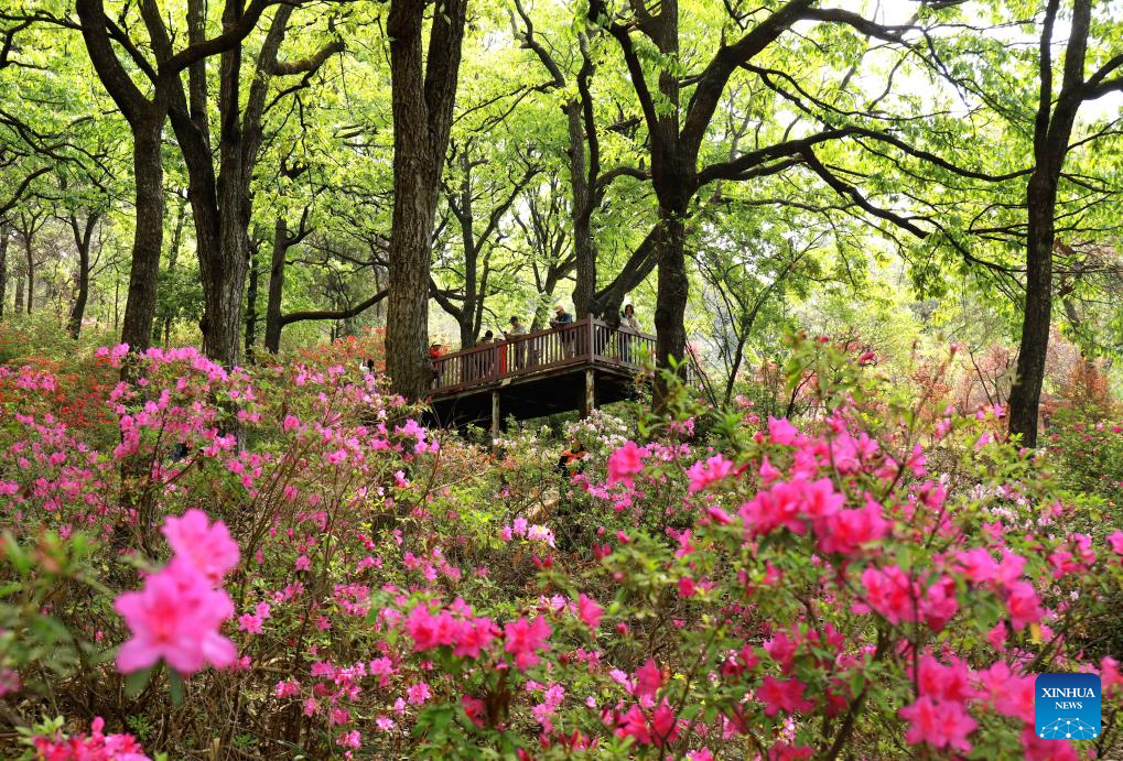 21 مارچ 2026 کو لوگ جنوب مغربی چین کے صوبے یوننان کے شہر کھون منگ میں ہیلونگتان پارک میں پھولوں سے لطف اندوز ہو رہے ہیں۔ (جینگ یی / شنہوا)