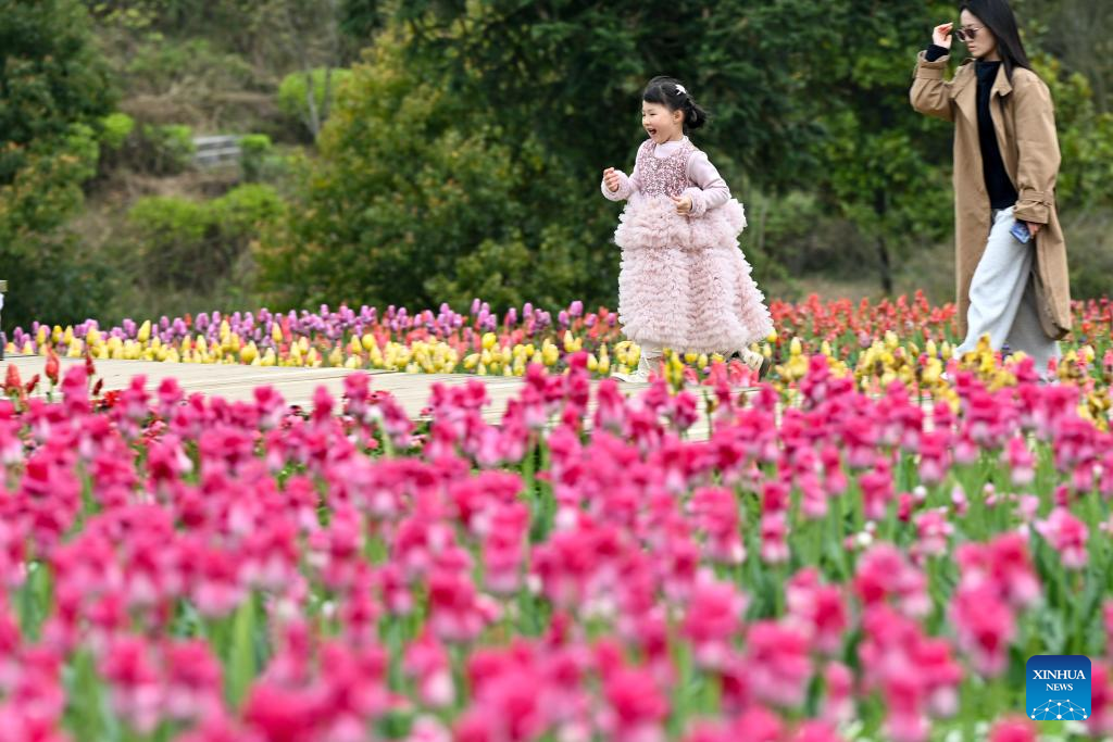 29 مارچ 2026۔ جنوب مغربی چین کے صوبے گوئی جو میں سیاح موسم بہار میں پھولوں کے درمیان لطف اندوز ہوتے ہوئے۔ (یوآن فو ہونگ/شِنہوا)