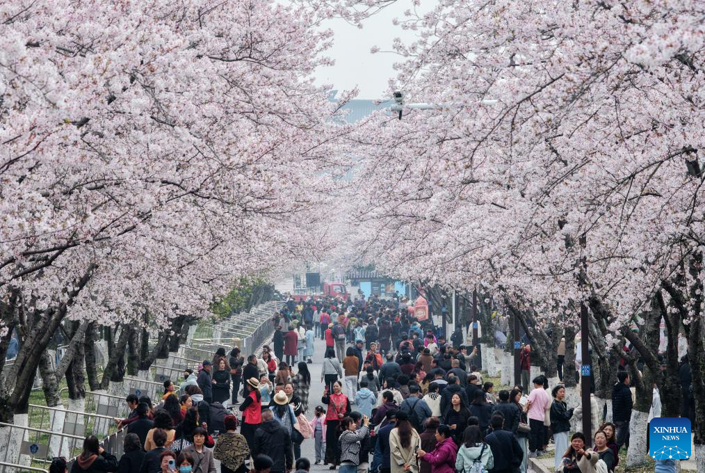 31 مارچ 2026۔ مشرقی چین کے صوبے جیانگ سو کے شہر یانگ جو میں چیری کے پھولوں  کے درمیان  کھوۓ سیاحوں کا  فضائی منظر۔ (مینگ ڈہ  لونگ/شِنہوا)