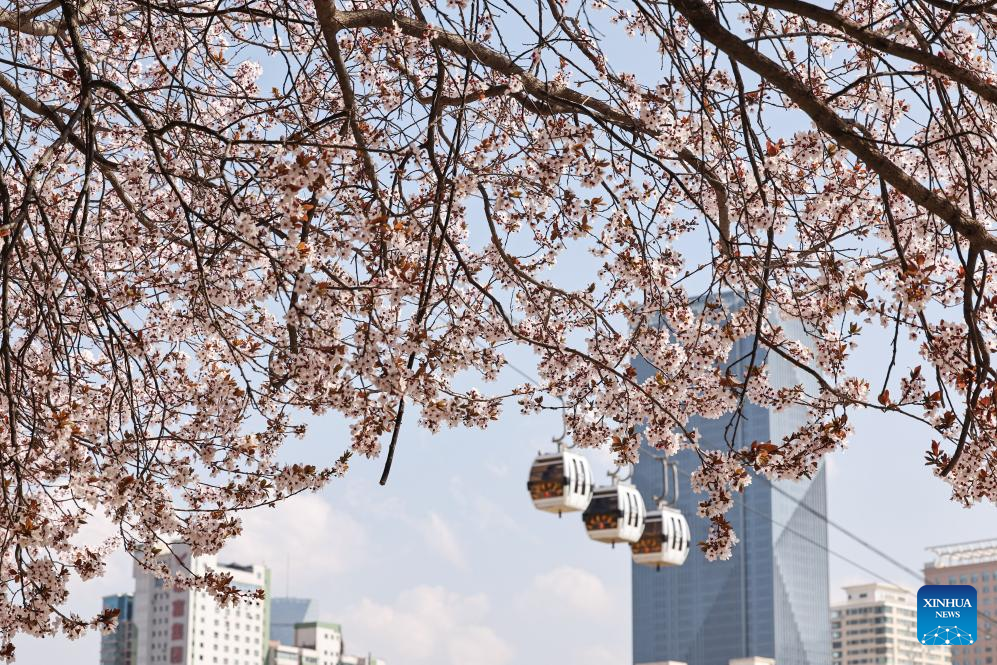 31 مارچ 2026۔ شمال مغربی چین کے صوبے گانسو کے شہر لان جو میں سیاح کیبل کار کی سیر سے لطف اندوز ہو رہے ہیں۔ (ہو چونگ ہوئی/شِنہوا)