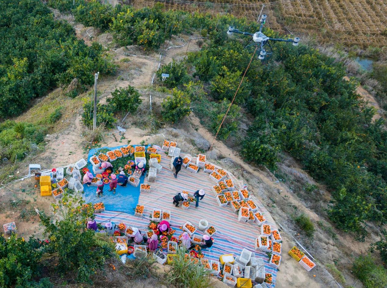 جنوبی چین کے صوبے گوانگ ڈونگ کے شہر مئےجو میں ایک باغ سے تازہ چنی گئی نارنجیوں کی ڈرون کے ذریعے منتقلی۔ (تصویر: فینگ شی چوان)