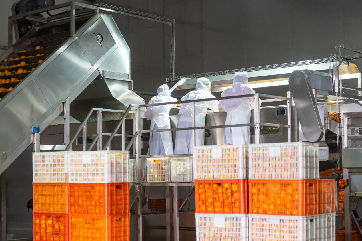 وسطی چین کے صوبے حو بے کے شہر یی چھانگ میں ایک کمپنی کی سٹرس سیرپ فیکٹری  کی خودکار پروسیسنگ لائن میں پیداواری عمل جاری ہے۔ (تصویر: لیئے یونگ)