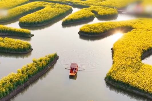 شنگ ہوا میں کھلے سرسوں رایا کے پھولوں کا منظر ، جیسے سونے کا دمکتا دریا