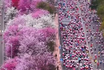 'گلابی میراتھن' کا آغاز