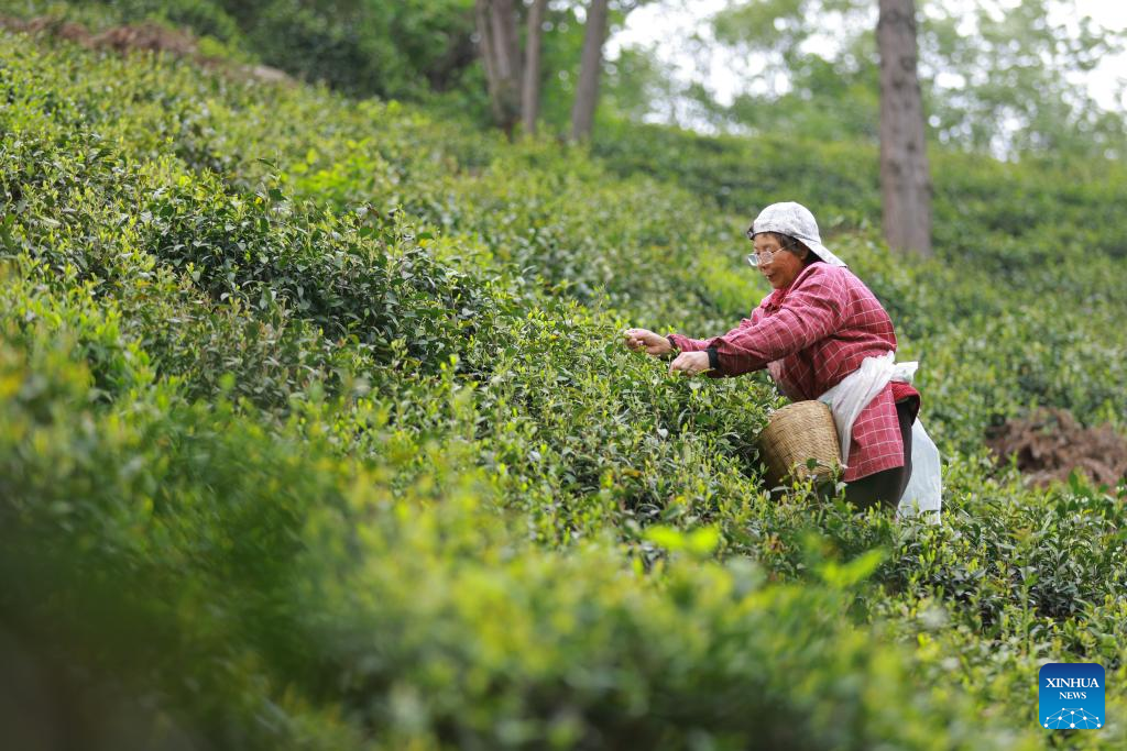 20 اپریل 2026۔ صوبہ حہ نان کے گاوں حاوجیا چھونگ میں پہاڑوں پر پھیلے چائے کے باغات سے مقامی کسان چائے کی تازہ پتیاں چن رہی ہیں۔(شنہوا۔ نائے پھن)