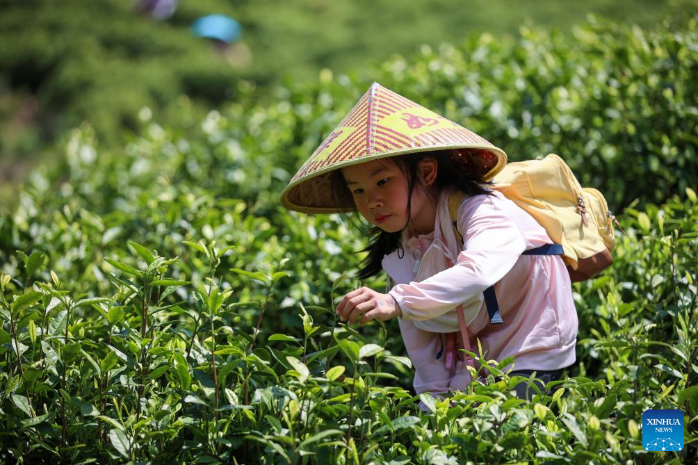 19 اپریل2026۔ صوبی جہ جیانگ کے گاوں شی شان میں ایک ننھی بچی  چایئے کی پتیاں چن رہی ہے۔ (شنہوا۔ حہ وئے وئے )