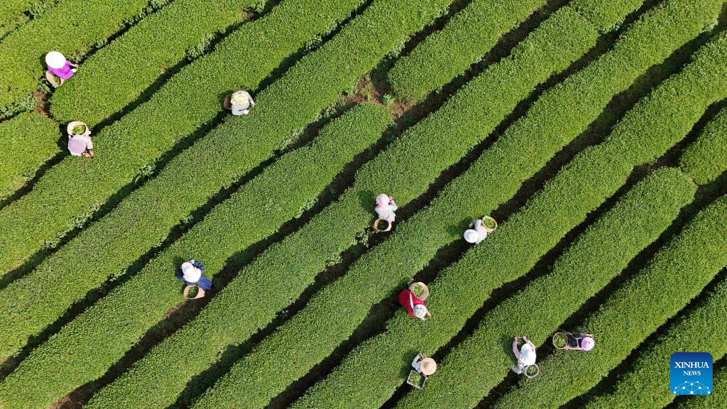 20 اپریل 2026 ۔صوبہ یوننان کی، خود اختیار کاونٹی نینگ آر ہانی اور یی   کے گاوں بان ہائی میں چائے کے باغات میں خواتین   چائے کی پتیاں چننے میں مصروف ہیں۔ (شنہوا۔ یانگ تھنگ رونگ)