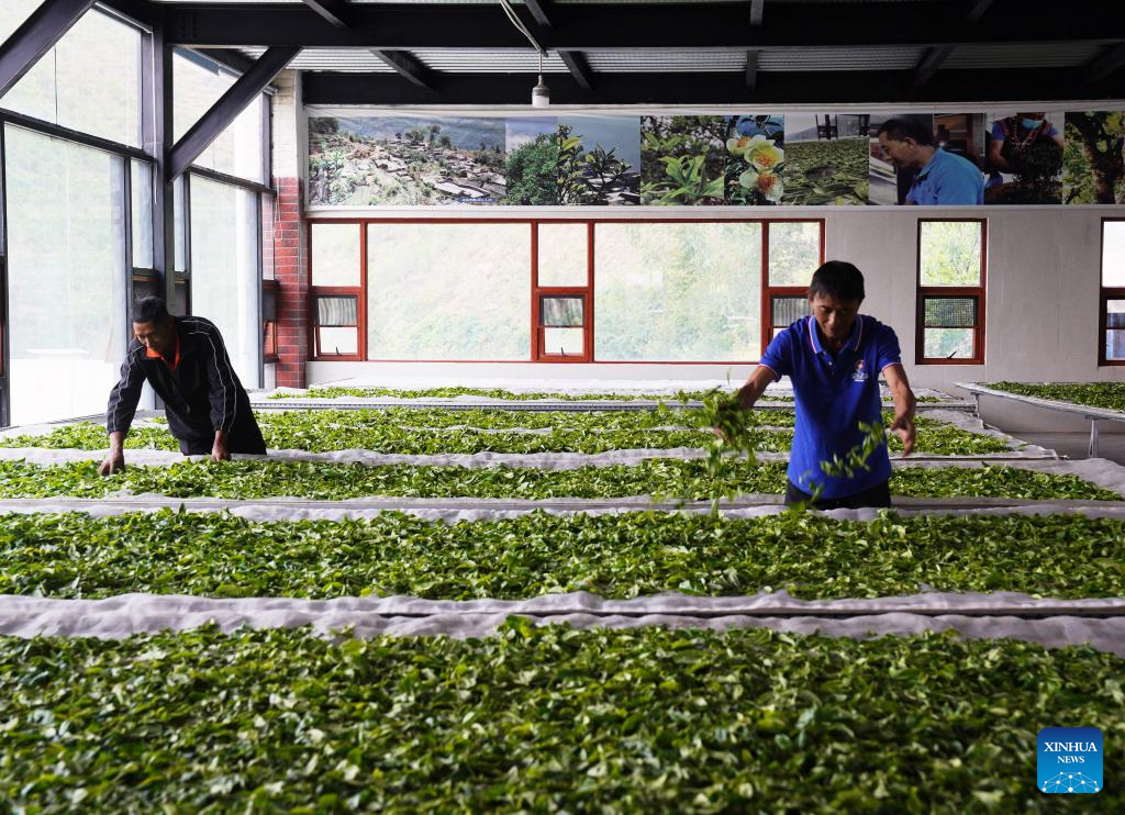 14 اپریل 2026 ۔صوبہ یوننان کے گاوں ، بنگ داو  میں مقامی افراد تازہ چائے کی پتیوں کو خشک ہونے کے لیے پھیلا رہے ہیں ۔ (شنہوا۔ لیانگ جی چیانگ)