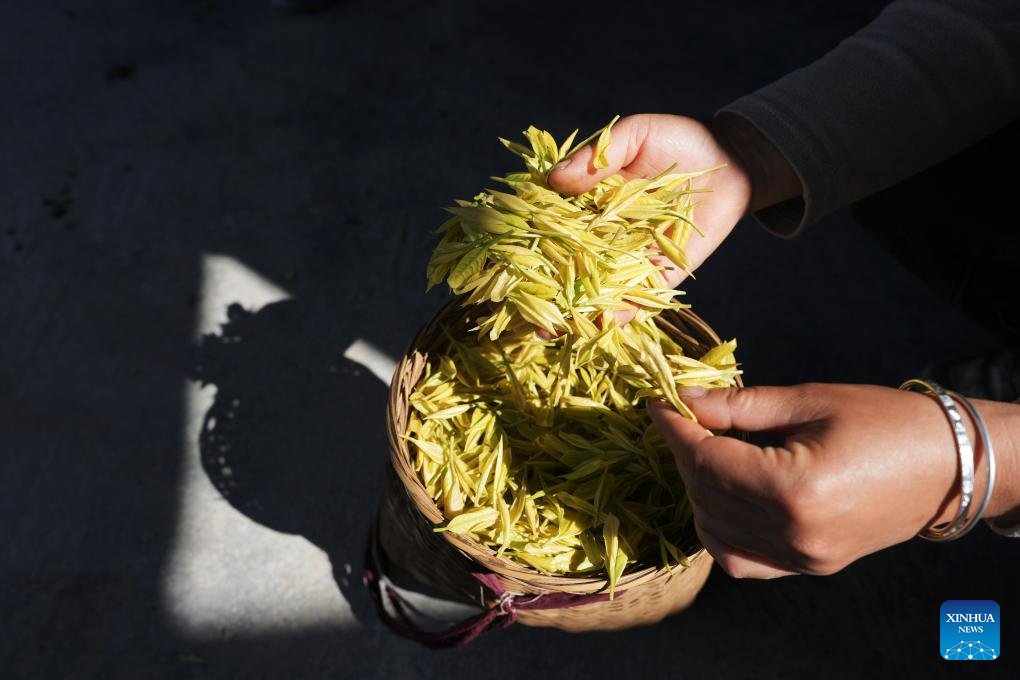 16 اپریل 2026۔ صوبہ حوبے کے ان شی تھوجیا  اور میاؤ خود اختیار پریفیکچر  کے گاوں یانگ جیا جائی  میں ایک کسان چائے کی تازہ چنی ہوئی پتیاں دکھا رہا ہے (شنہوا۔ لی وئے جون)