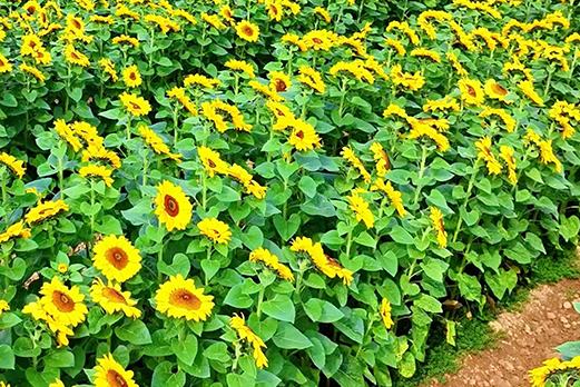 یوننان میں ، سورج مکھی کے کھیت یا سونے کے سمندر