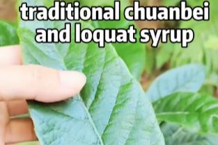 روایتی چینی طب :چھوان بے اور لوکاٹ سے تیارکیا جانے والا شربت جو پھیپھڑوں کے لیے اکسیر ہے