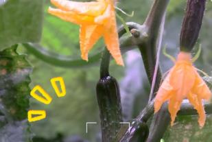 زمین سے آگے کے لیے: چین کے صحرائی فارم میں خلائی مشنز کے لیے کیا ہے؟