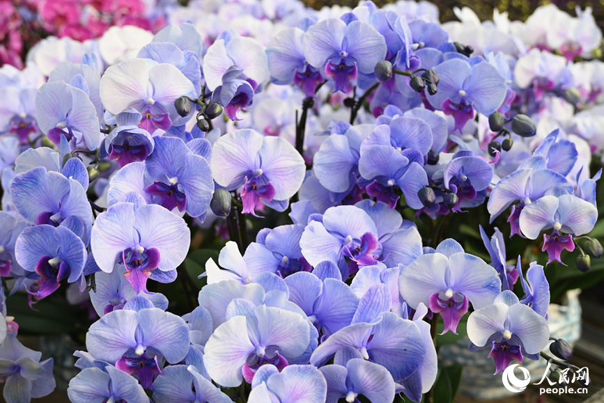 جینگ جو&nbsp; میں بٹر فلائی آرچڈ بیس پر &nbsp;کارکن، پھولوں کو &nbsp;گلدانوں میں لگانے&nbsp; ، دلکش انداز میں ترتیب دینے&nbsp; ،پیک کرنے&nbsp; اور پھر ملک بھر کے&nbsp; مختلف بازاروں میں بھیجنے&nbsp; کے لیے مسلسل کام کر رہے ہیں۔&nbsp; (پیپلز ڈیلی آن لائن ۔ وانگ یو شنگ)