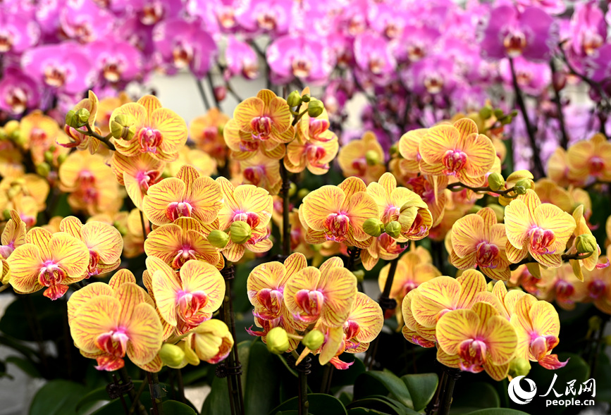 صوبہ حی نان کے شہر جینگ جو&nbsp; میں بٹر فلائی آرچڈ بیس پر کھلے ہوئے خوبصورت اور منفرد &nbsp;پیلے اور گلابی بٹر فلائی آرچڈز ۔ (پیپلز ڈیلی آن لائن ۔ وانگ یو شنگ)