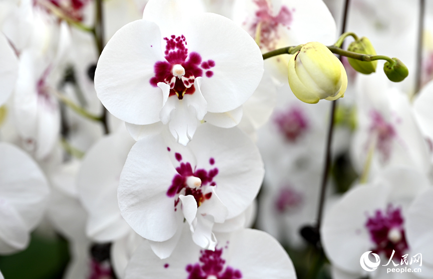 صوبہ حی نان کے شہر جینگ جو&nbsp; میں بٹر فلائی آرچڈ بیس پر کھلے ہوئے انتہائی خوبصورت اور نفیس &nbsp;سفید &nbsp;بٹر فلائی آرچڈز ۔ (پیپلز ڈیلی آن لائن ۔ وانگ یو شنگ)