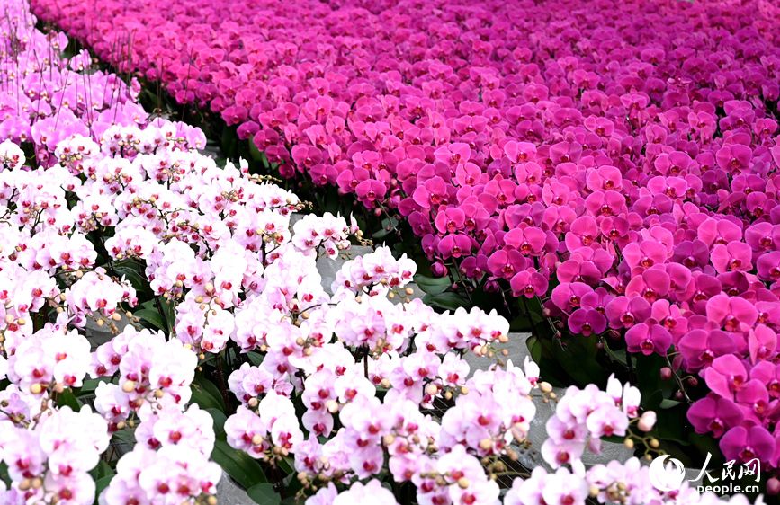 صوبہ حی نان کے شہر جینگ جو&nbsp; میں بٹر فلائی آرچڈ بیس پر دلکش پھولوں کا منظر ۔ (پیپلز ڈیلی آن لائن ۔ وانگ یو شنگ)