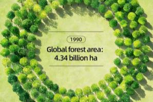 چین، عالمی سطح پر جنگلات کی بحالی کی کوششوں میں سبقت لے گیا