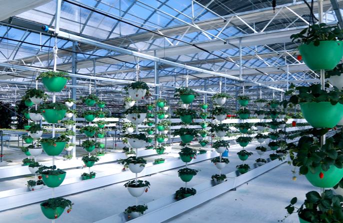 شی زانگ ، لہاسا میں "سمارٹ سسٹم" سطح مرتفع کی زراعت  کو نئی قوت دے رہا ہے